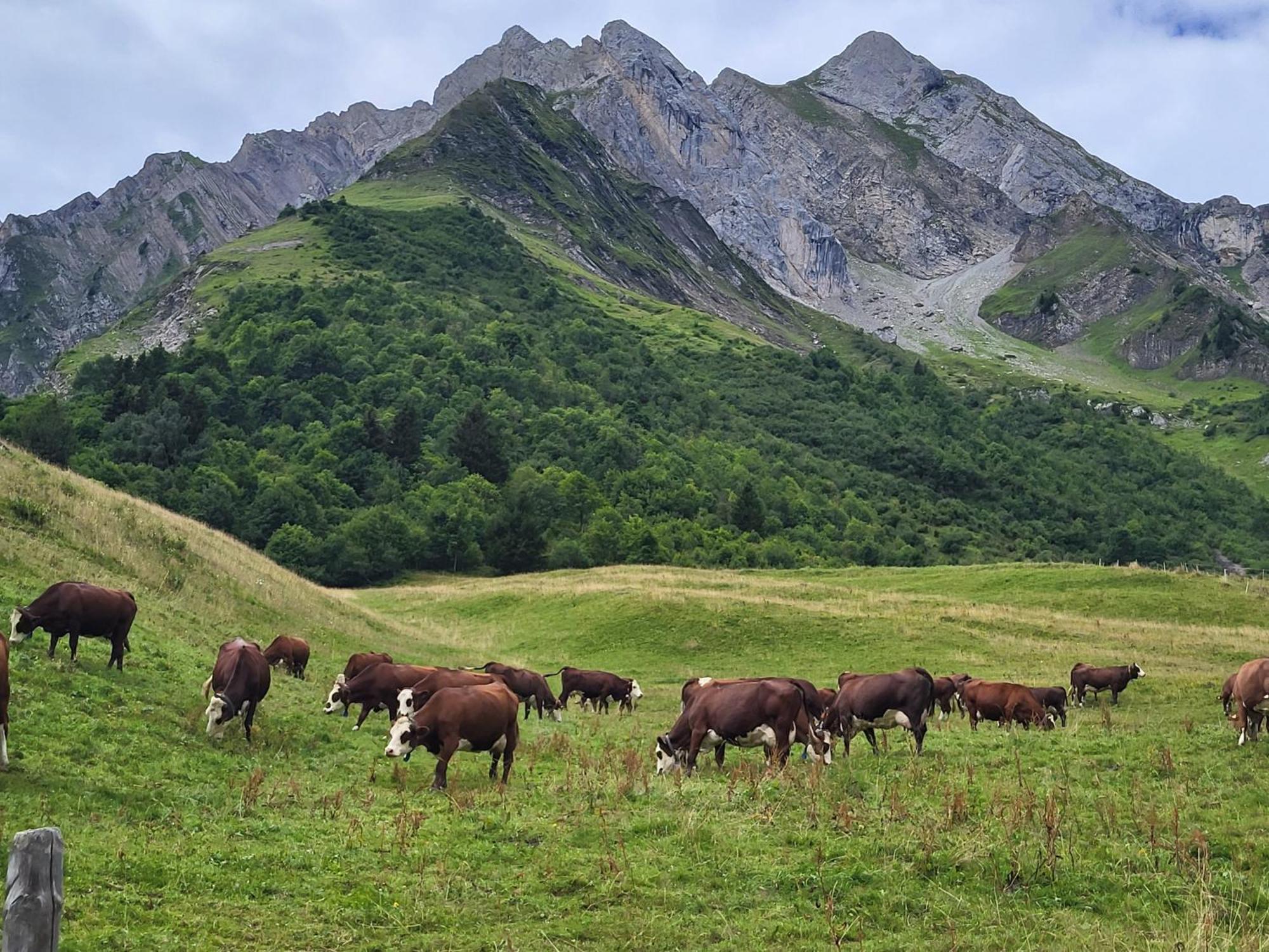 Appartement Cosy Face Aux Aravis Le Grand-Bornand Eksteriør bilde